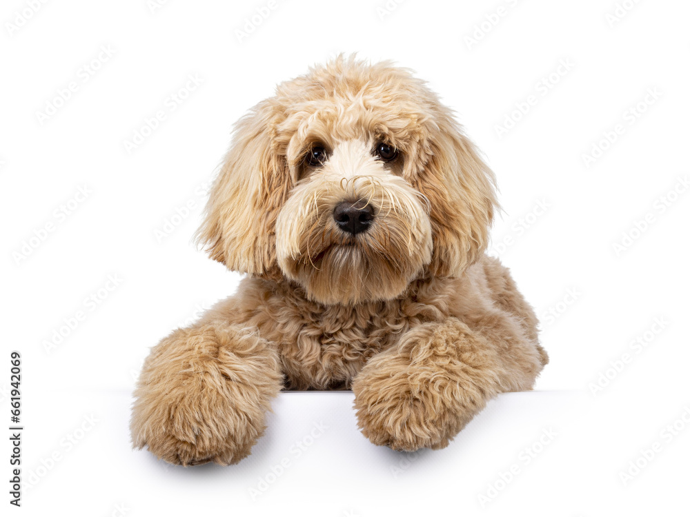 Cute cream young Labradoodle dog, laying down facing front on edge. Looking straight to camera. Mouth closed. Isolated on a white background.