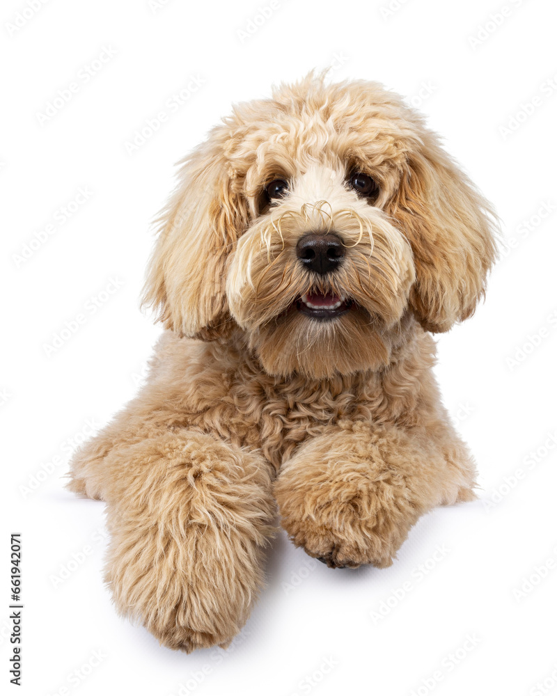 Cute cream young Labradoodle dog, laying down facing front on edge. Looking straight to camera. Mouth open but tongue in. Isolated on a white background.