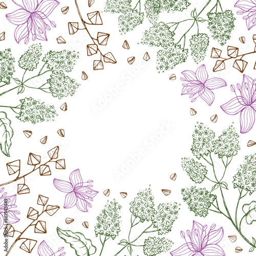 Buckwheat frame border vector hand drawn background. Label template buckwheats branch, seeds flowers and fruits with engraving. Grain harvest, agriculture, healthy food, carbohydrate, porridge, tea