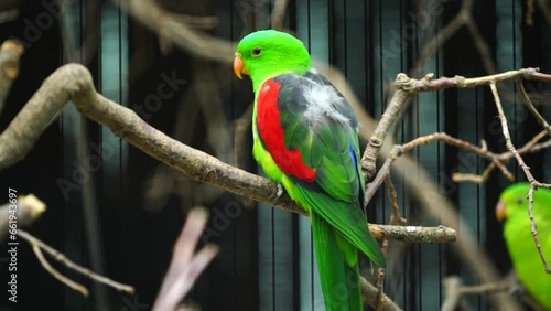 Video of Red winged parrot