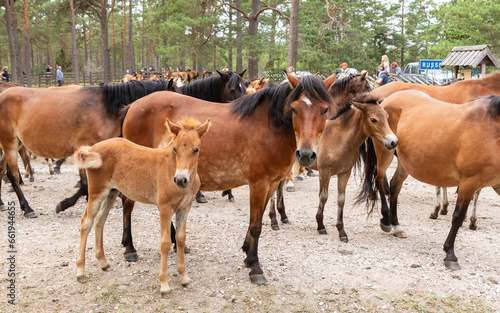 The Gotland Pony (Russ) is the only remaining wild horse in Sweden (semi wild). Once a year a Studbook inspection is conducted at Lojsta heath in order to register the new foals in the herd.