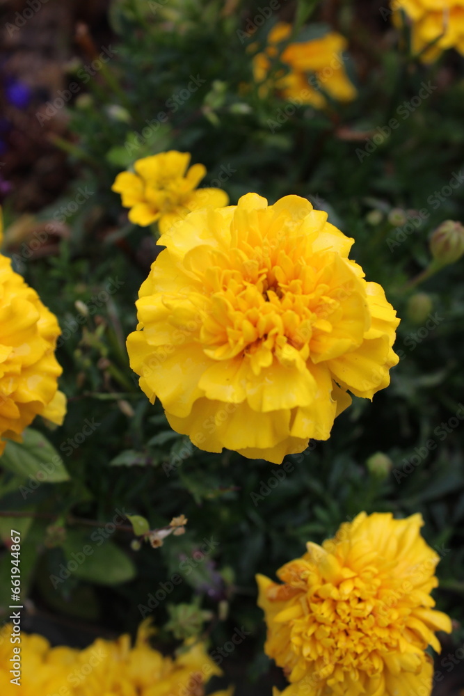 Close up Yellow Marigold flowers, Perspective focus Close up Yellow Marigold flowers, Perspective focus