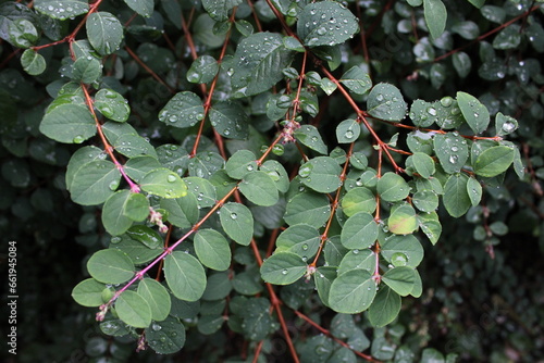 Symphoricarpos × chenaultii plant also known as chenault coralberry photo