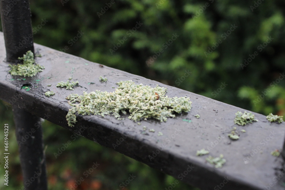 Green moss growing on black metal fence, background blurred Green moss growing on black metal fence, background blurred