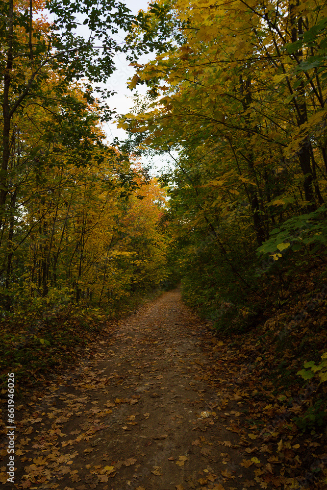 Fototapeta premium Path in the autumn forest with yellowed leaves in the foreground. Fall colours on a pathway in the woods