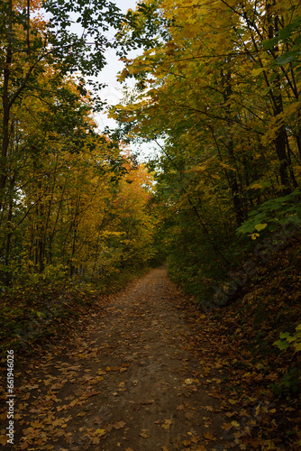 Path in the autumn forest with yellowed leaves in the foreground. Fall colours on a pathway in the woods