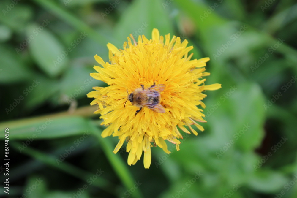 Honey bee on Dandelion flower, perspective focus Honey bee on Dandelion flower, perspective focus