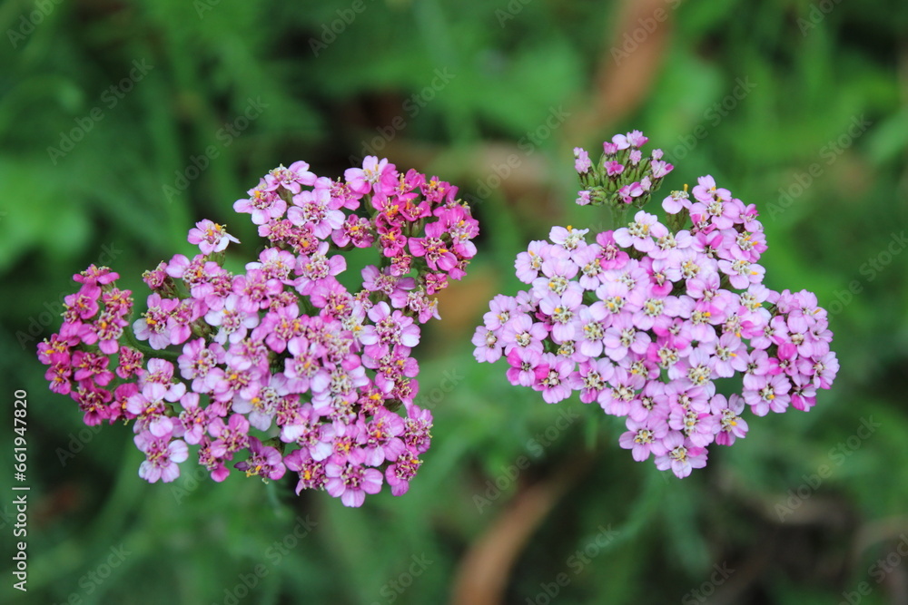 Pink lilac coloured Achillea millefolium flowers up close Pink lilac coloured Achillea millefolium flowers up close