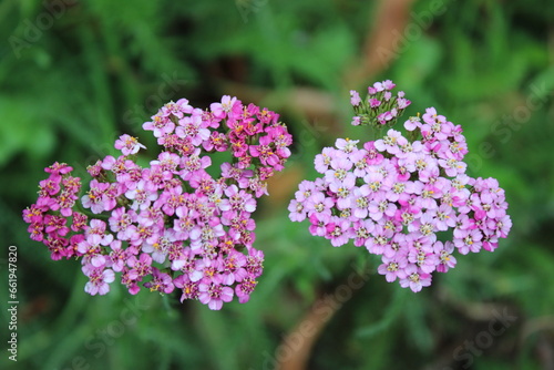 Pink lilac coloured Achillea millefolium flowers up close