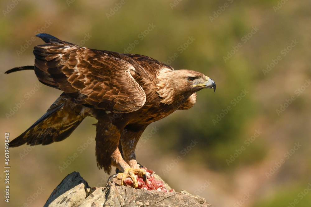 Fototapeta premium Steinadler
