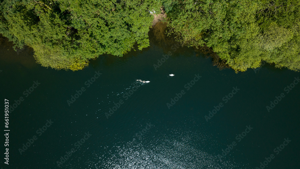 Lake and forest. Aerial view of animals swimming in the lake. A drone-captured lake and forest scenery Lake and forest. Aerial view of animals swimming in the lake. A drone-captured lake and forest scenery