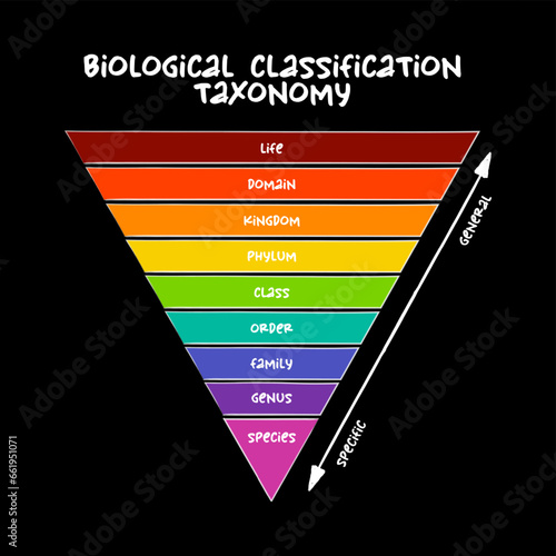 Biological classification taxonomy rank - relative level of a group of organisms (a taxon) in a taxonomic hierarchy, education concept for presentations and reports