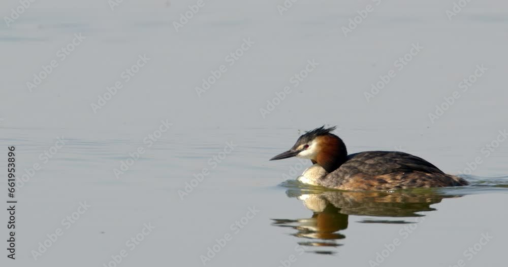 Crested grebe swims in the lake in early spring Crested grebe swims in the lake in early spring