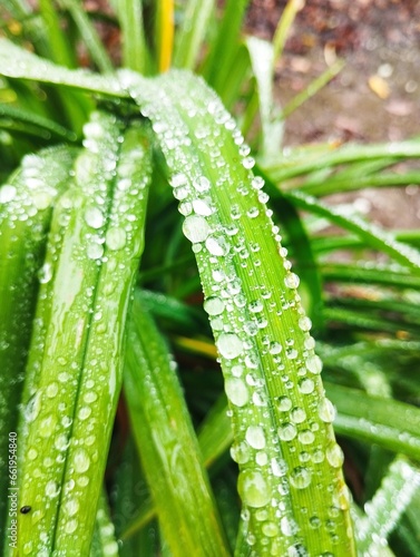 rain drops on a leaf