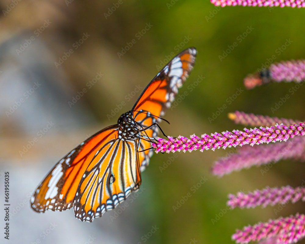 Fototapeta premium A Common Tiger Butterfly
