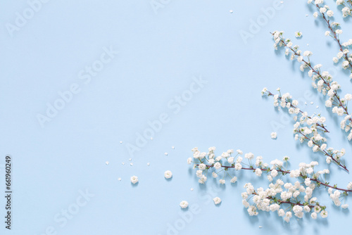white spring flowers on blue background