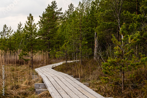 Wooden pathway for hiking through the marshland in early spring. Dusk over the wetlands on the walkway. Hiking trail in the Great Kangari Swamp in Latvia during early spring. Peace in the peatland photo