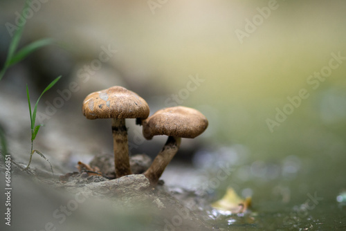 Detailed shot of 2 mushrooms