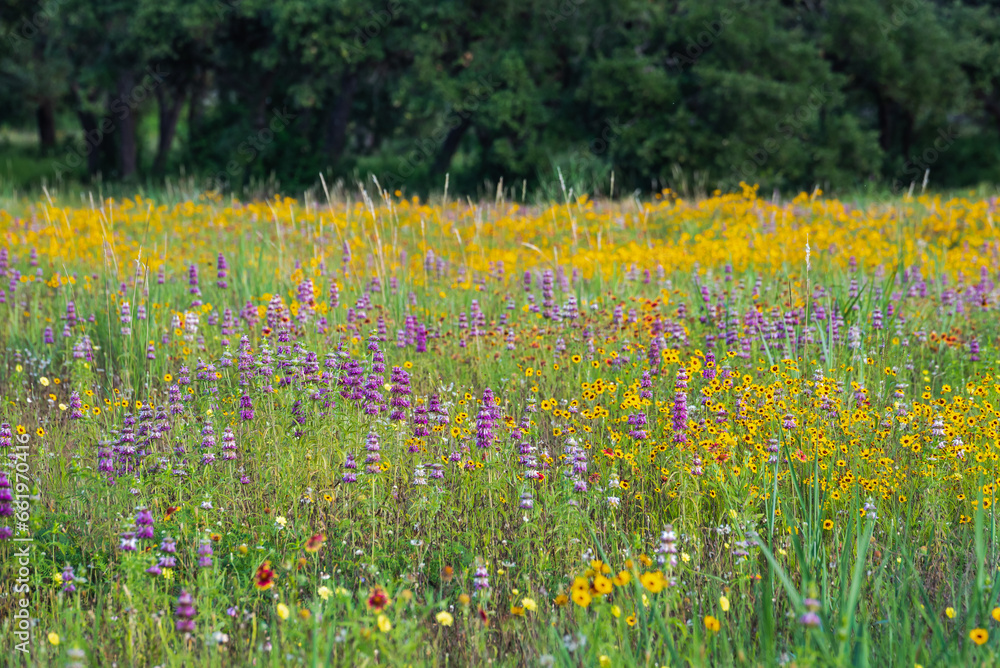 Obraz premium Spring wildflowers at Brushy Creek Lake Park, Austin, Texas, USA bursting with colorful yellow and purple colors