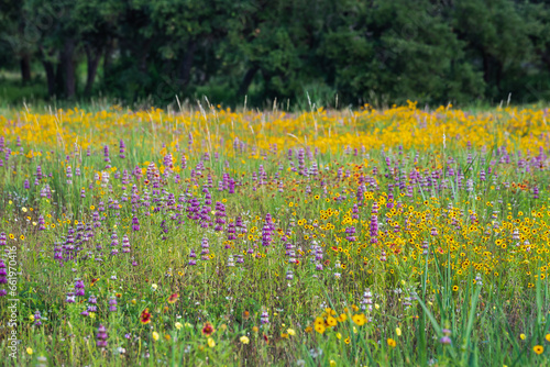 Spring wildflowers at Brushy Creek Lake Park, Austin, Texas, USA bursting with colorful yellow and purple colors