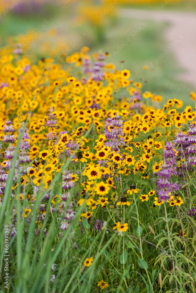 Obraz premium Spring wildflowers at Brushy Creek Lake Park, Austin, Texas, USA bursting with colorful yellow and purple colors
