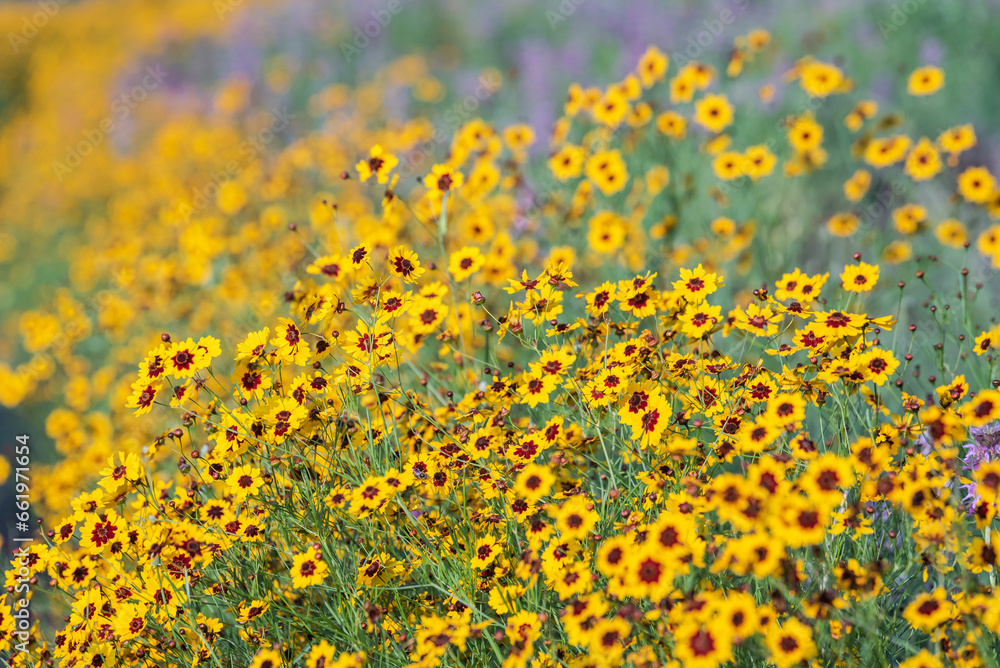 Spring wildflowers at Brushy Creek Lake Park, Austin, Texas, USA bursting with colorful yellow and purple colors Spring wildflowers at Brushy Creek Lake Park, Austin, Texas, USA bursting with colorful yellow and purple colors