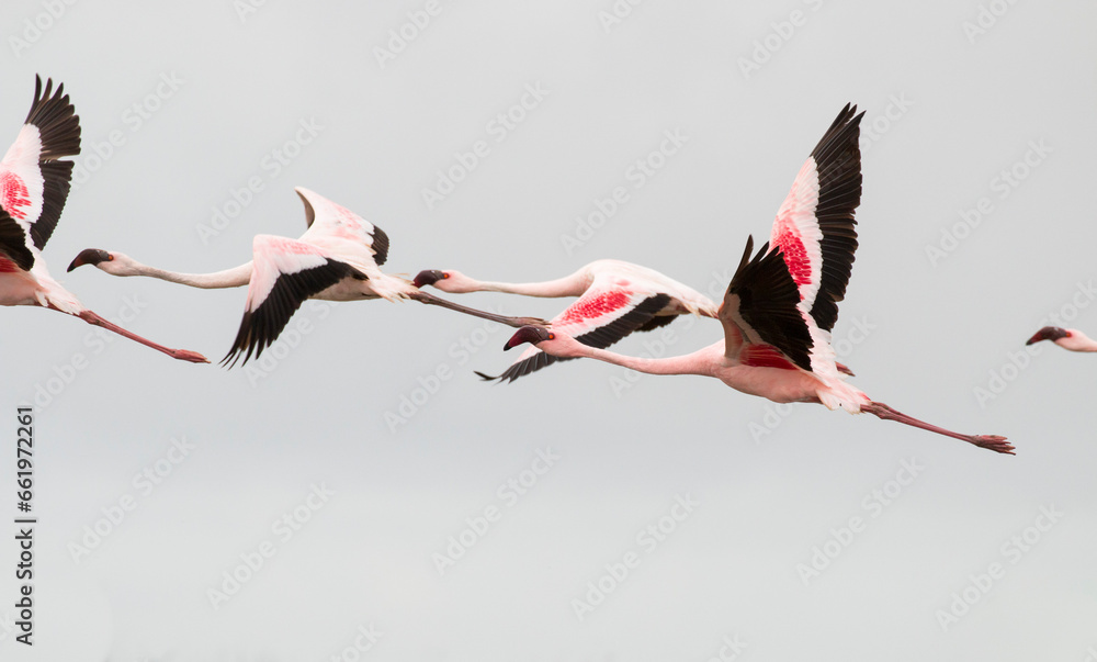 Fototapeta premium group of Greater Flamingos in flight, De Hoop Nature Reserve, Overberg, South Africa