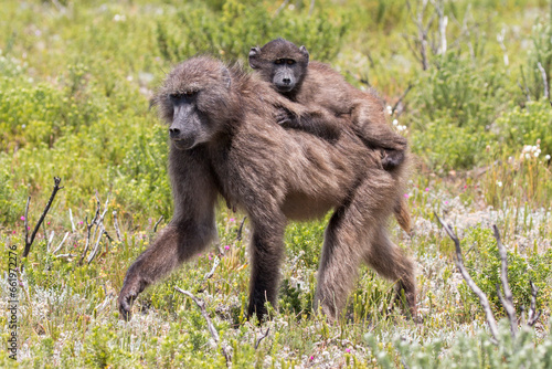 baboon family, De Hoop Nature Reserve, Overberg, South Africa © Hodossy