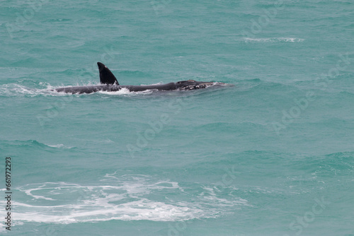 flips of  a Southern Right whale  De Hoop Nature Reserve  Overberg  South Africa