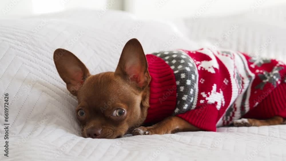 Happy New Year on Christmas Eve. A dog in a warm knitted sweater congratulates you on the holiday. Christmas and New Year background with chihuahua puppy. A pet is a member of the family. Happy New Year on Christmas Eve. A dog in a warm knitted sweater congratulates you on the holiday. Christmas and New Year background with chihuahua puppy. A pet is a member of the family.