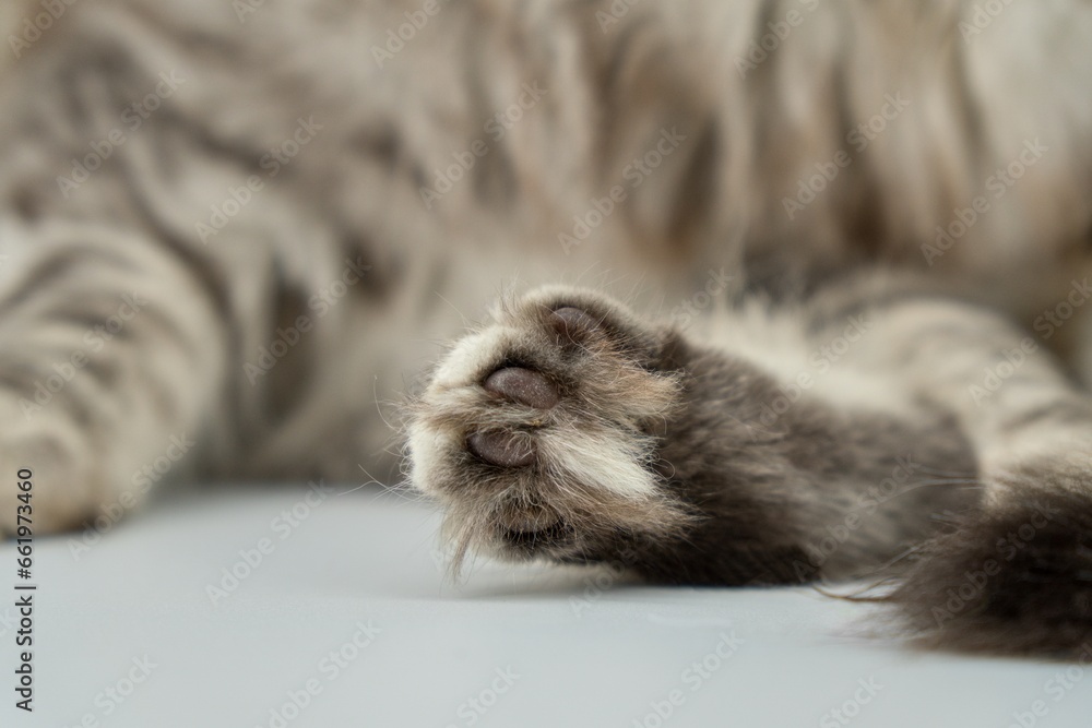 Siberian cat's paw
