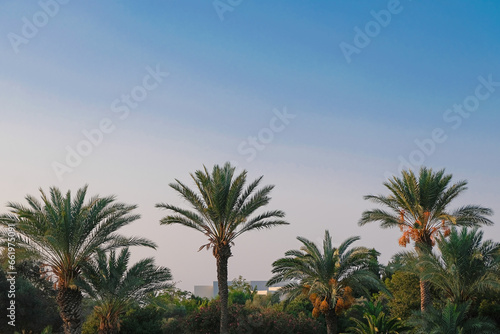 Palm trees on bright blue sky © Elena