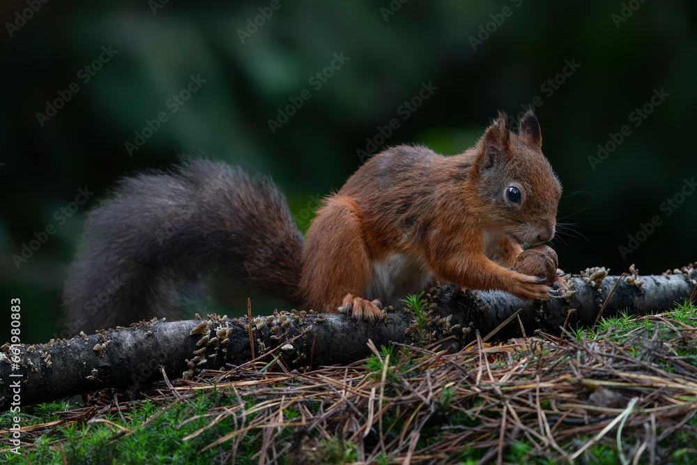 Cute Red Squirrel (Sciurus vulgaris) in an autumn forest. Autumn day in a deep forest in the Netherlands.                                                               