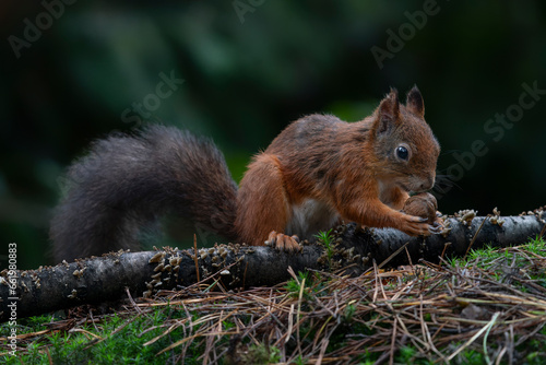 Cute Red Squirrel (Sciurus vulgaris) in an autumn forest. Autumn day in a deep forest in the Netherlands. 
