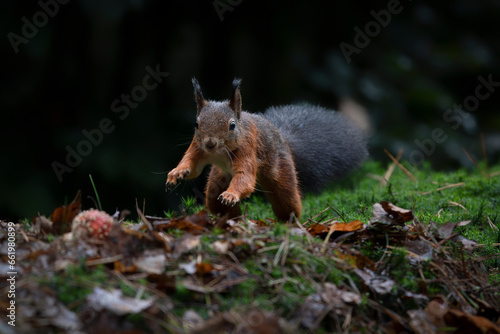 Eurasian red squirrel (Sciurus vulgaris) running in the forets searching for food. Noord-Brabant in the Netherlands. Autumn day in a deep forest in the Netherlands.                                  © Albert Beukhof
