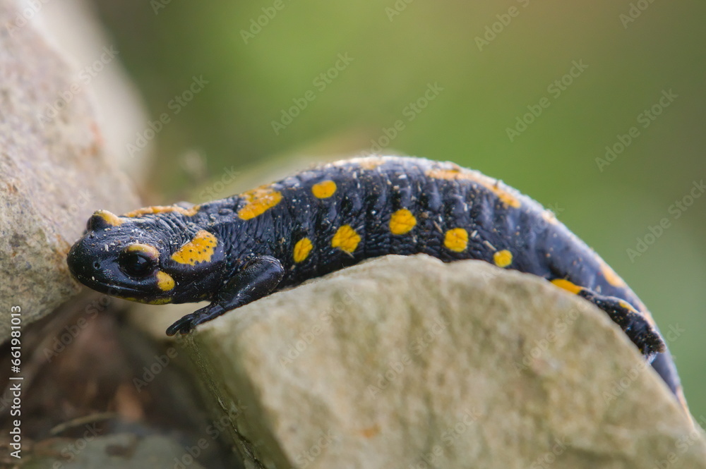Salamandra salamandra aka fire salamander is crawling on the stone in his habitat. Early autumn. Czech republic nature. Salamandra salamandra aka fire salamander is crawling on the stone in his habitat. Early autumn. Czech republic nature.