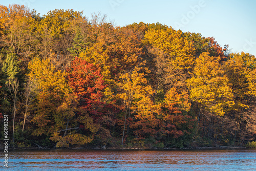 Trees in fall time