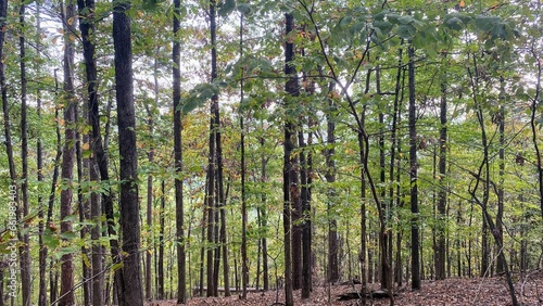 Fototapeta Naklejka Na Ścianę i Meble -  green forest in Arkansas