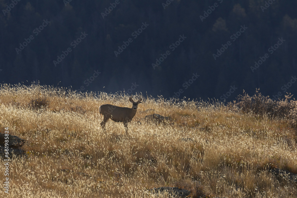 Fototapeta premium Autumn Deer Herd
