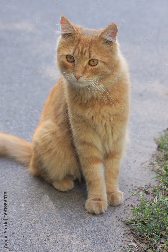 one ginger beautiful cat sits on a gray asphalt road on the street