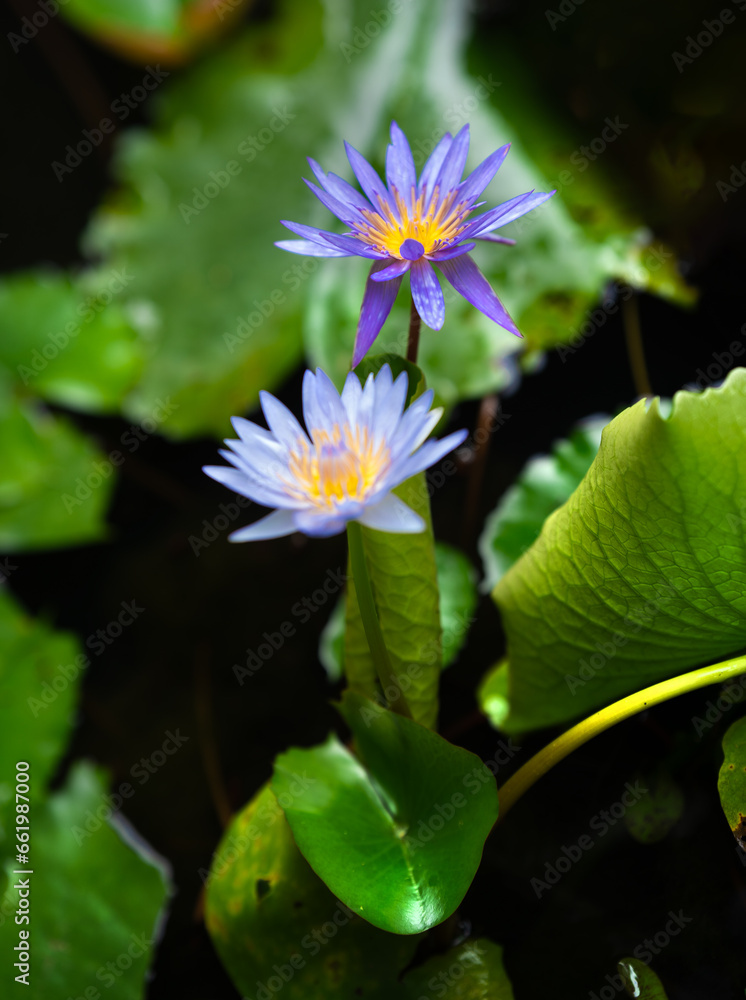 Lotus flower -blue water lily flowers Lotus flower -blue water lily flowers