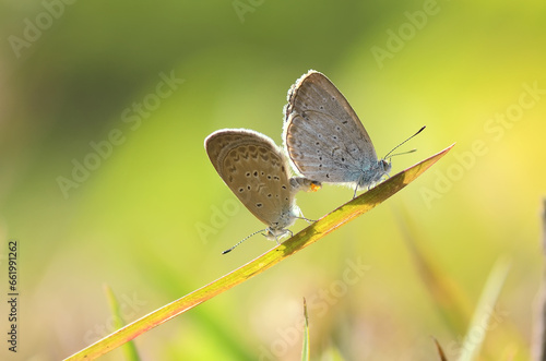 Wallpaper Mural butterfly on grass mating session Torontodigital.ca