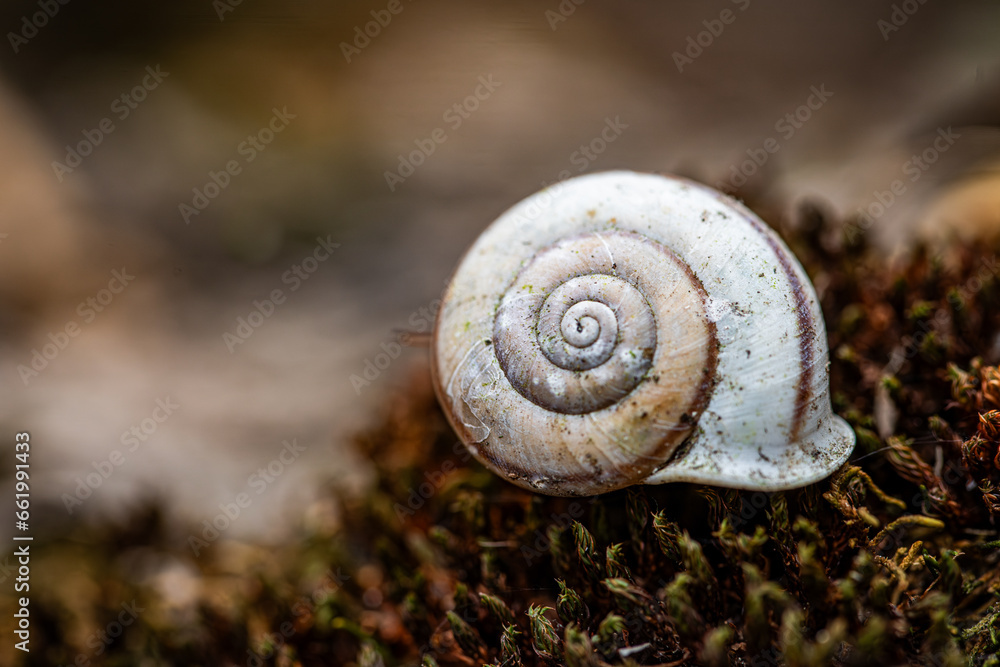 macro photography of small snail shell macro photography of small snail shell