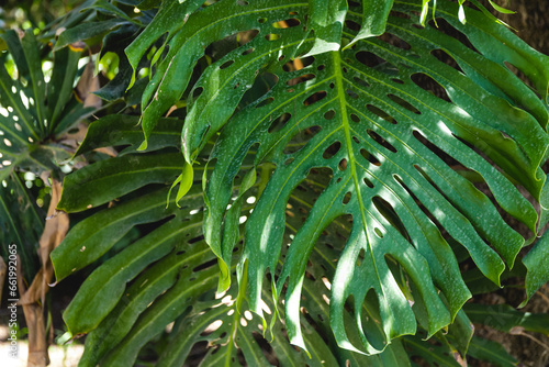 Full frame monstera palm foliage background
