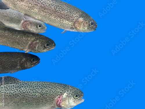Background texture: Trout in an aquarium. Fishes in one row, on a blue background. Salmon close up, isolated