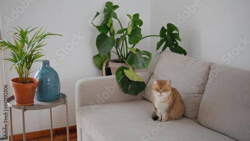 Little cat relaxing sofa in living room. Domestic pet animal sitting home couch