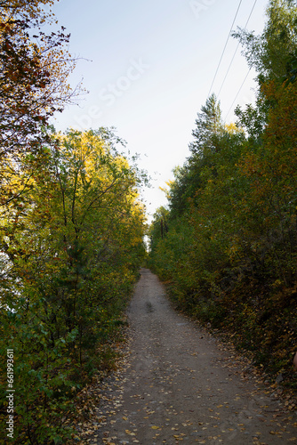 road in autumn forest. Path in the autumn forest with yellowed leaves in the foreground. Fall colours on a pathway in the woods © Yashina