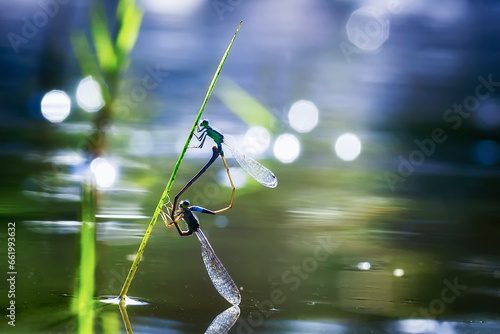 Damselflies mating on the pond with beautiful natural background © Wel
