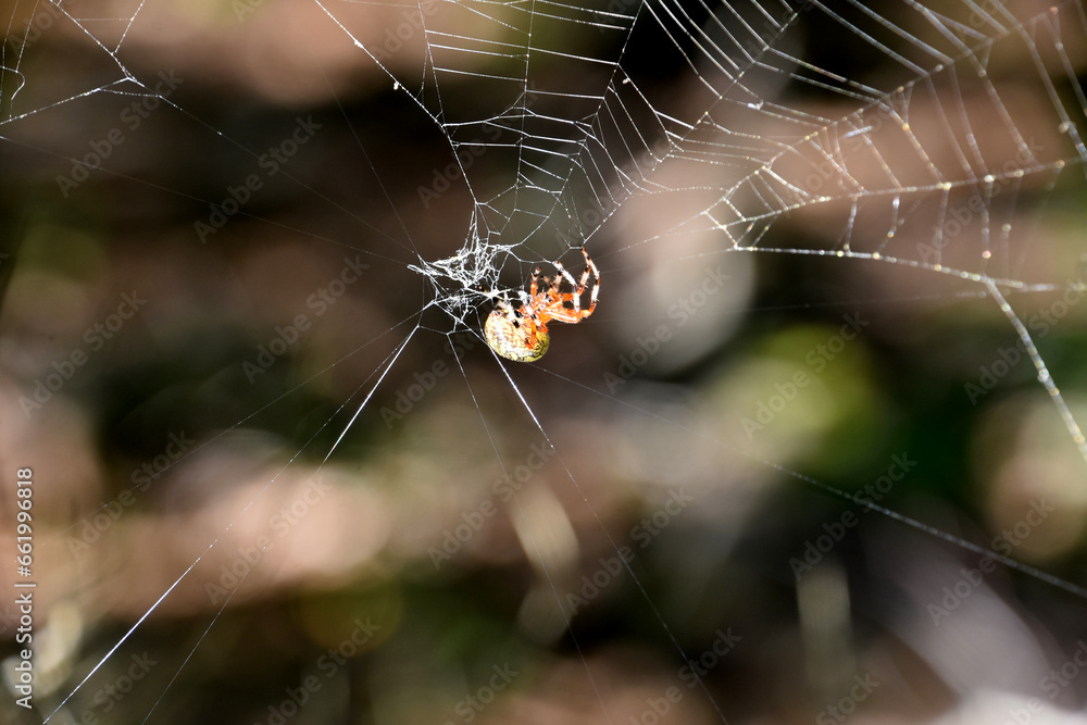 Damaged Spider Web with an Orbweaver Spider Damaged Spider Web with an Orbweaver Spider