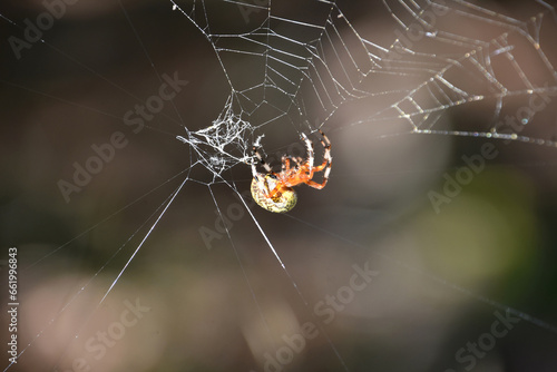 Stunning Close Up of a Marbled Orbweaver Spider